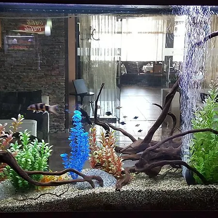 Alegra 4* ולינגראד