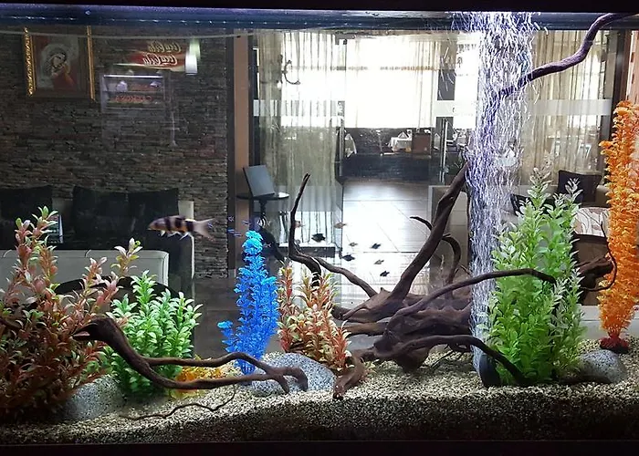 Alegra 4* ולינגראד